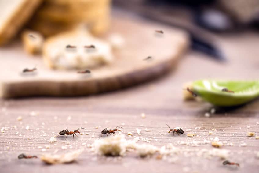 Ants on kitchen top