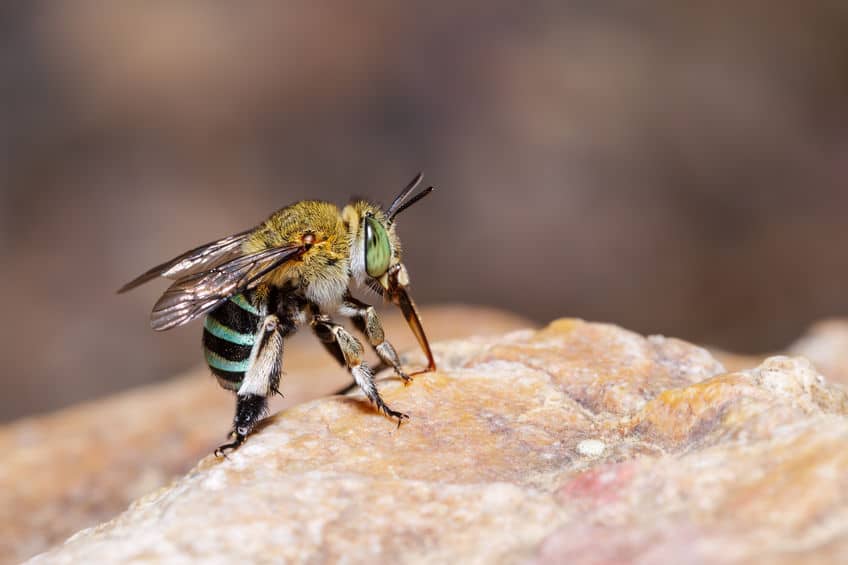 blue banded bee