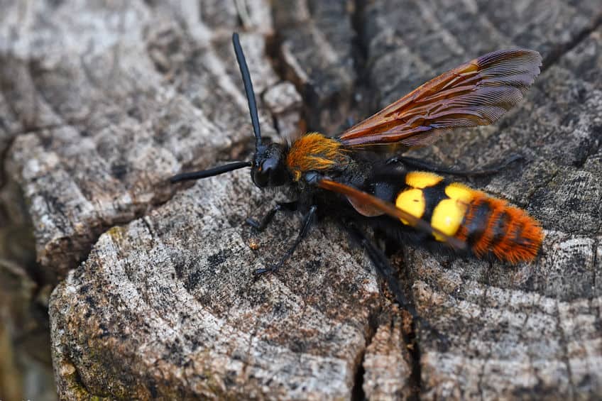 Scolia wasp