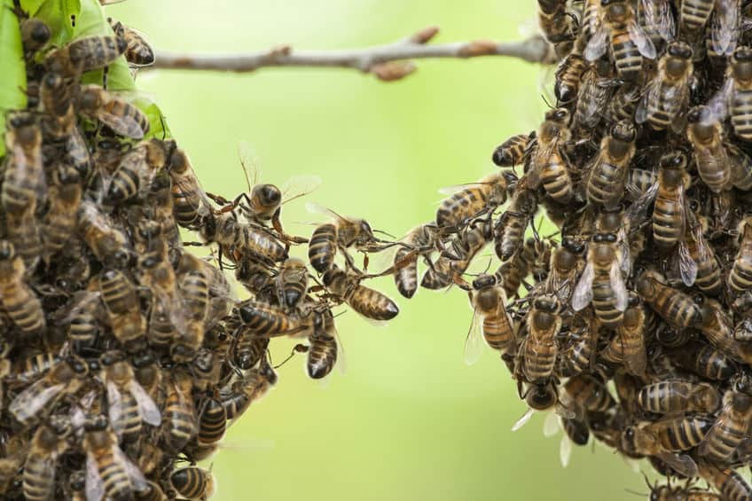 Swarm of bees