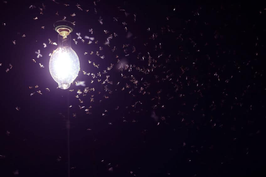 Insects attracted to light