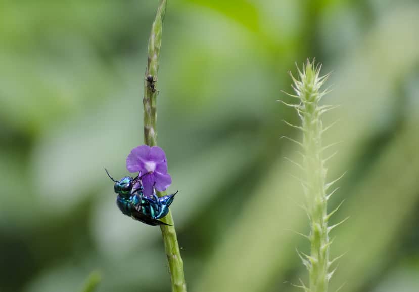 Orchid bee