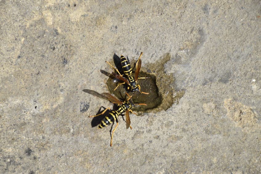 wasps drinking