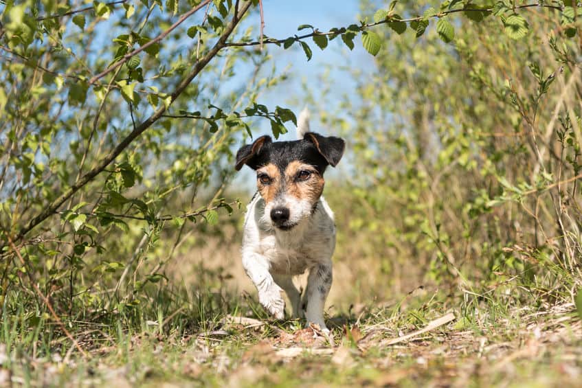 dog in bushes