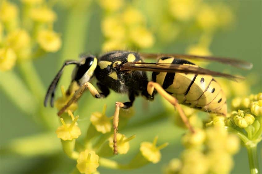 wasp on flower