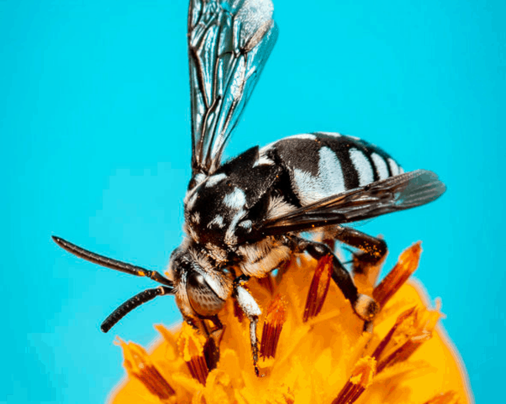 Neon cuckoo bee