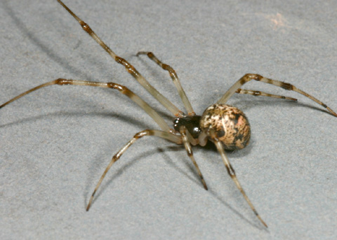 house spider