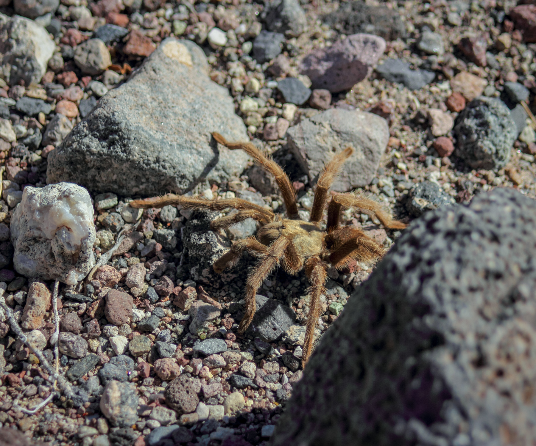 tarantulas