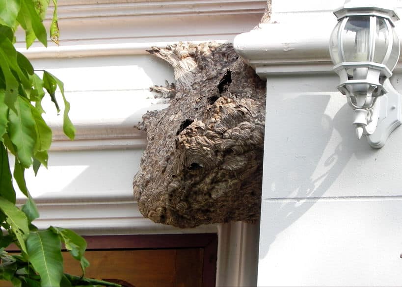 Wasp nest on house