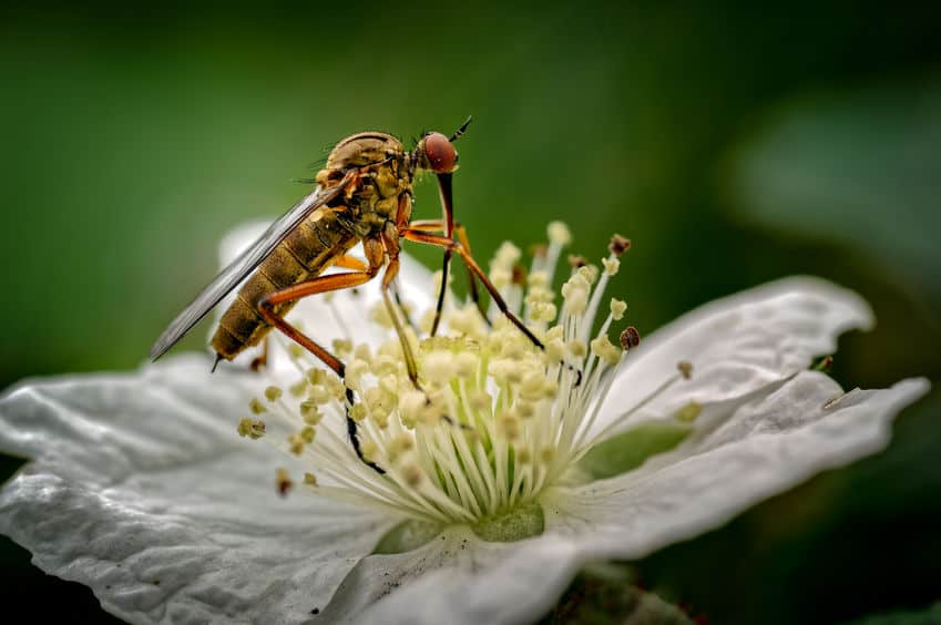 Dagger fly pollinating