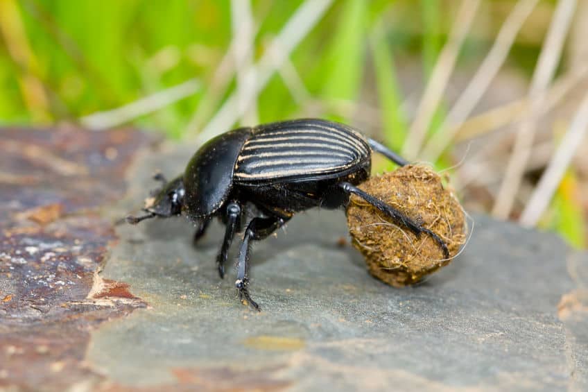 Dung Beetle