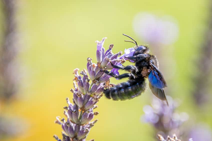 Blue carpenter bee