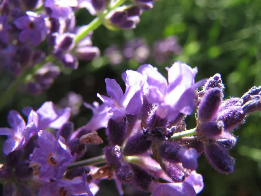 Lavender