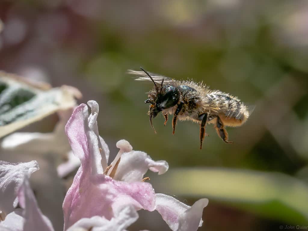 Mason bee