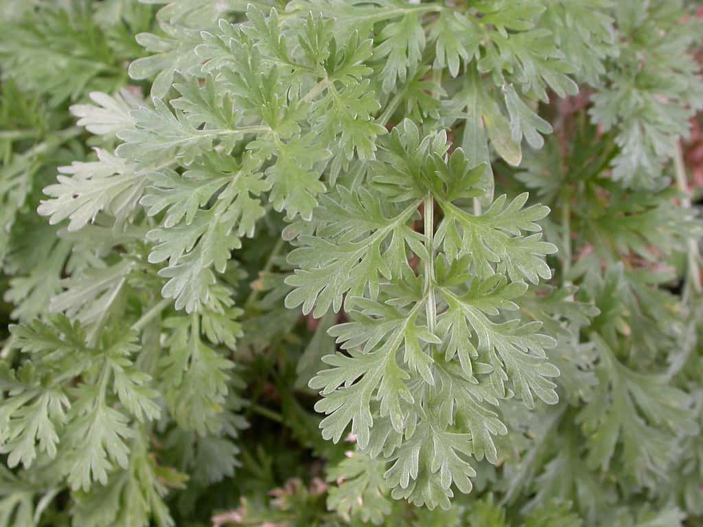 Wormwood plant