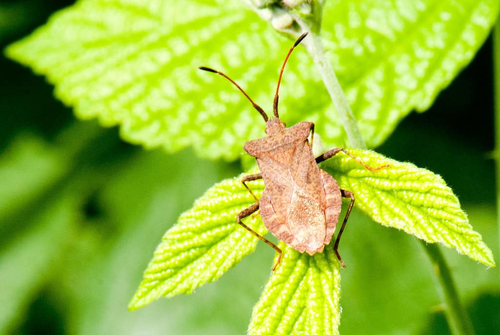 Brown Stink Bug