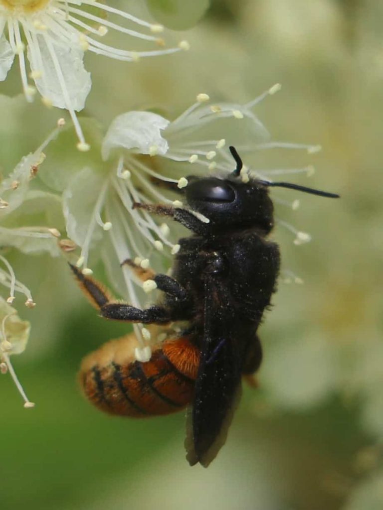 fire-tailed resin bee