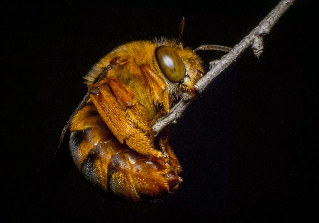 Teddy Bear Bee