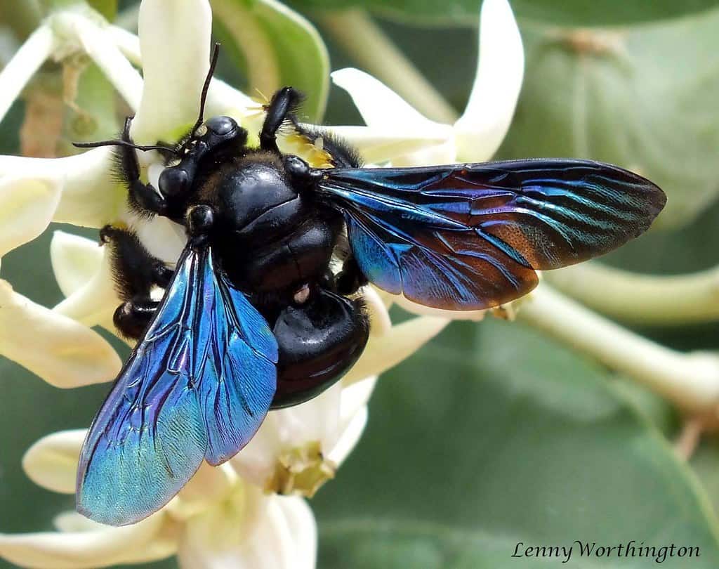 Xylocopa latipes