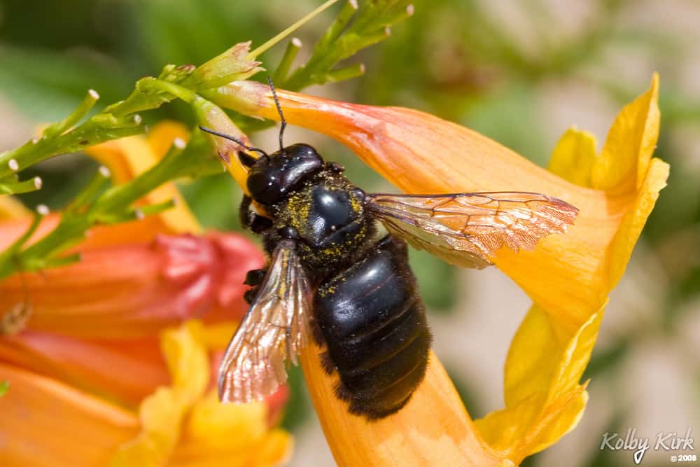 California carpenter bee