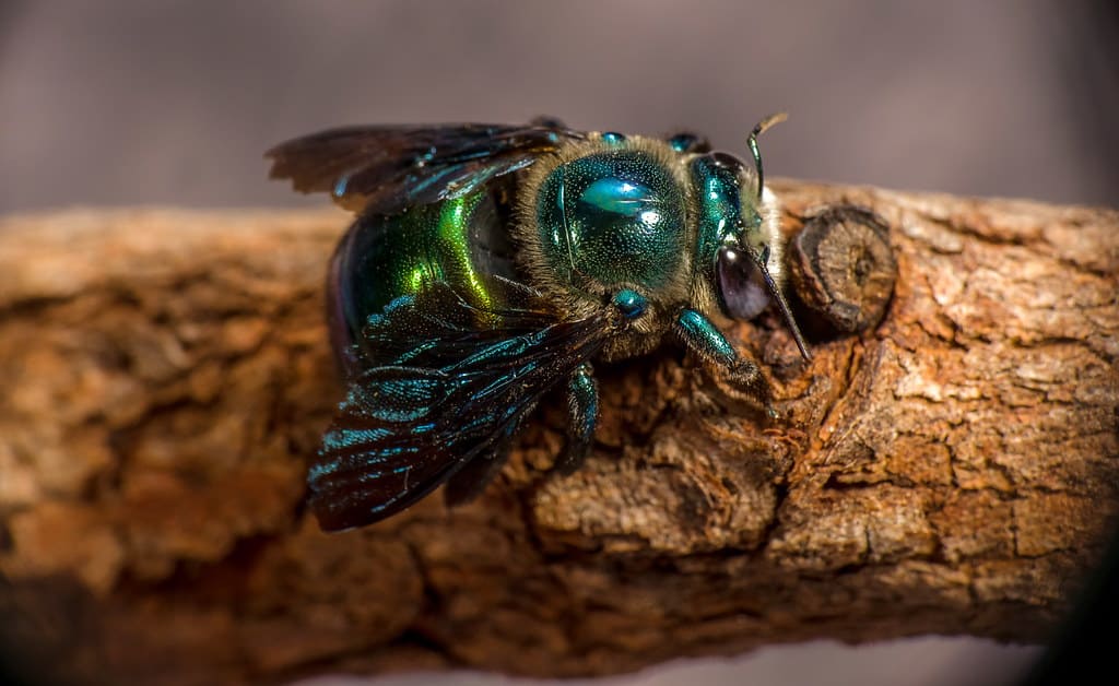 Green carpenter bee