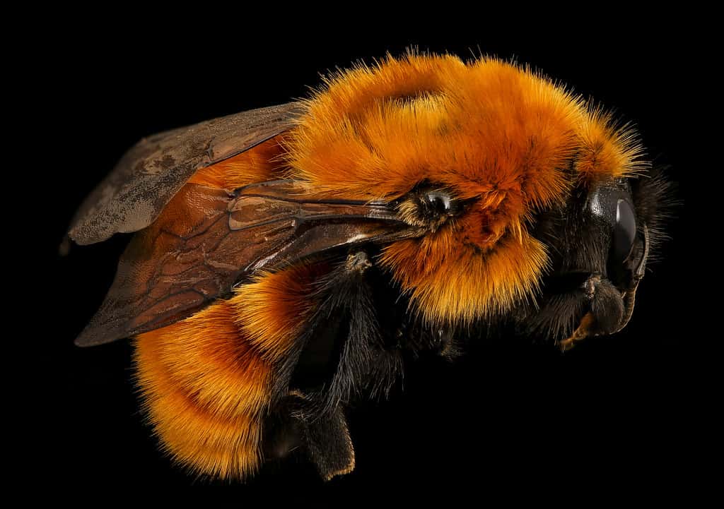 Patagonian Bee