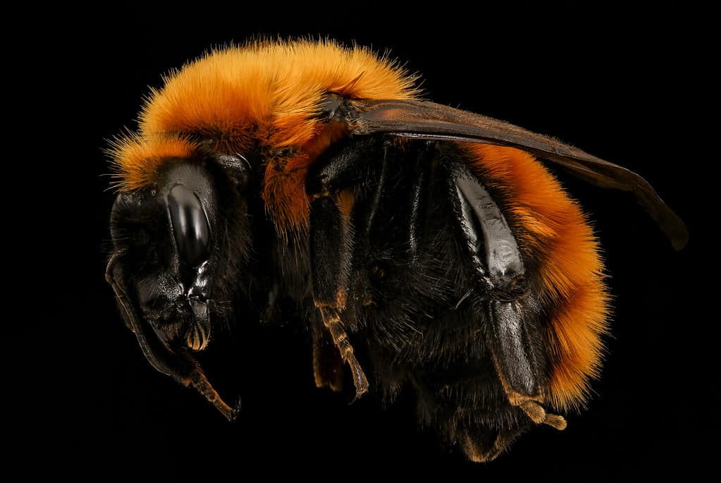 Bombus dahlbomii