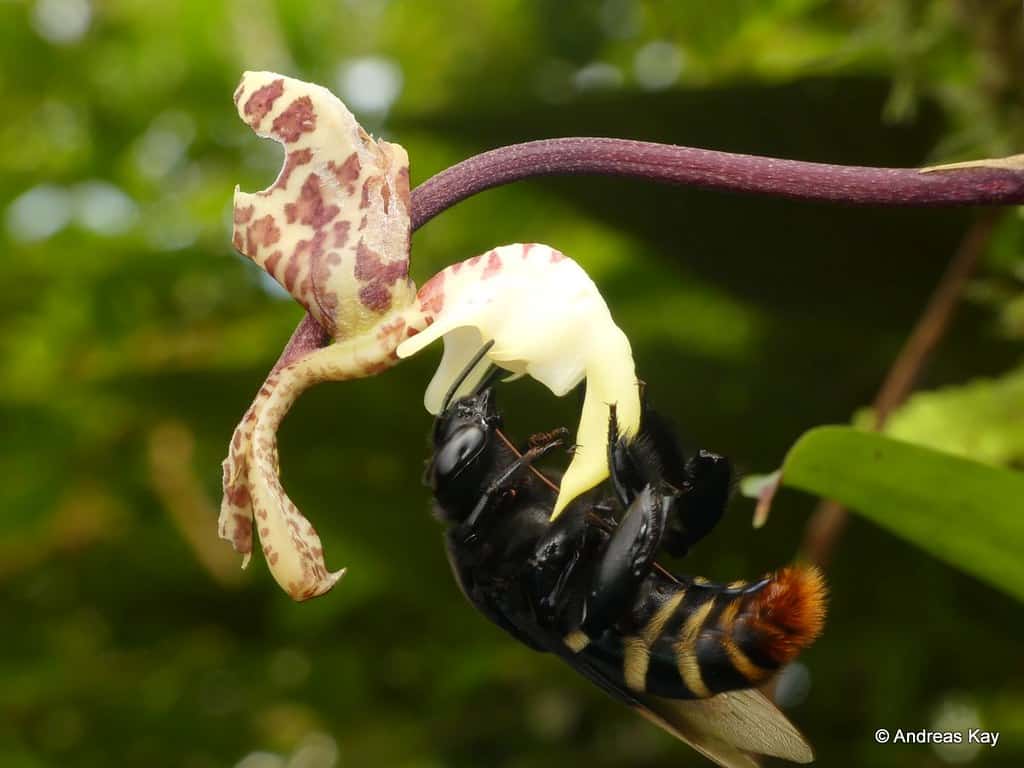 Eulaema meriana