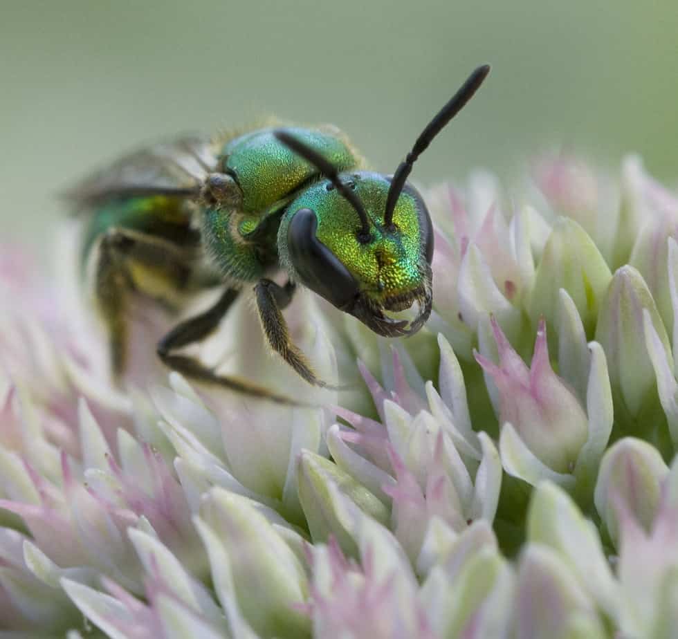 Augochloropsis metallica Halictid Bee