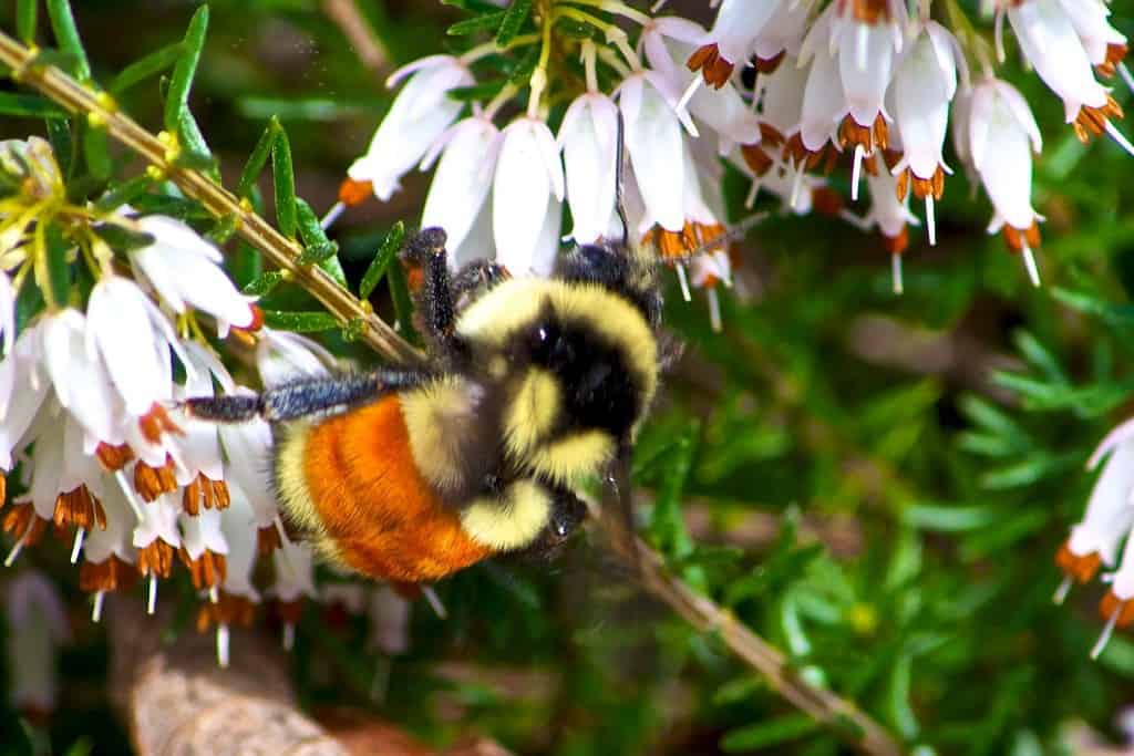 Orange banded bumblebee