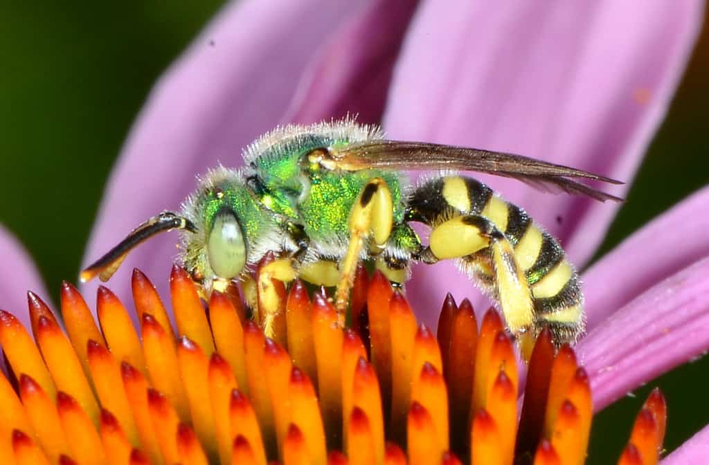 5 Strikingly Green Bees - Pest Control Gurus