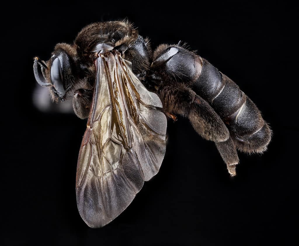 Giant sweat bee