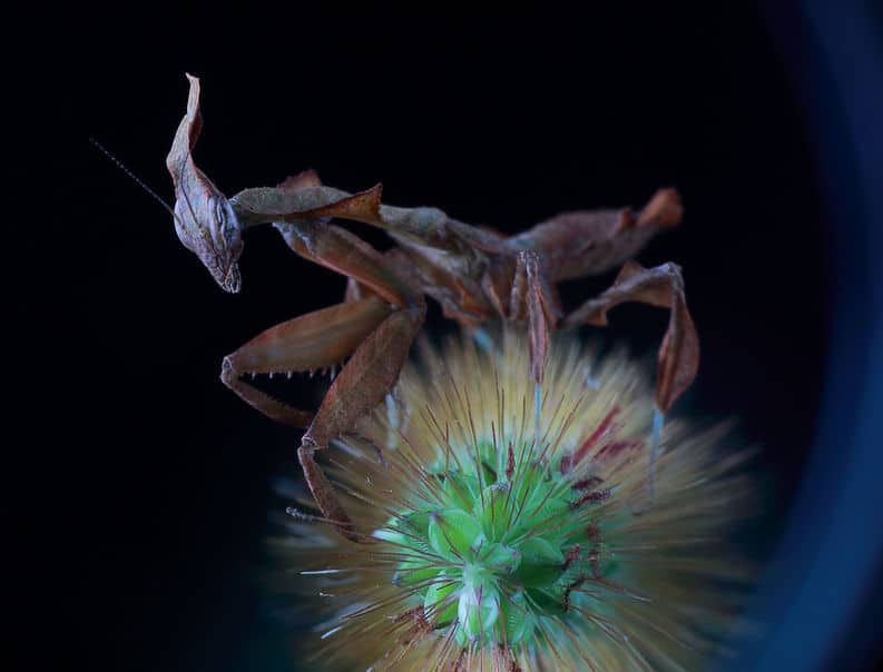 Ghost Mantis