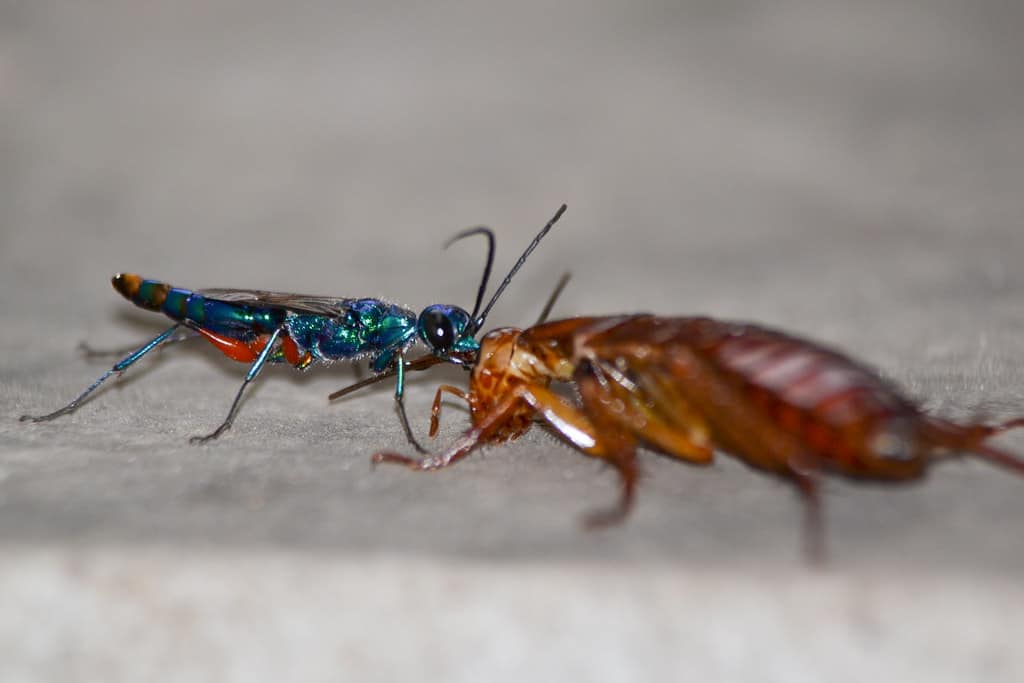 Emerald Cockroach Wasp