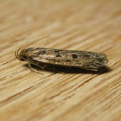 brown house moth