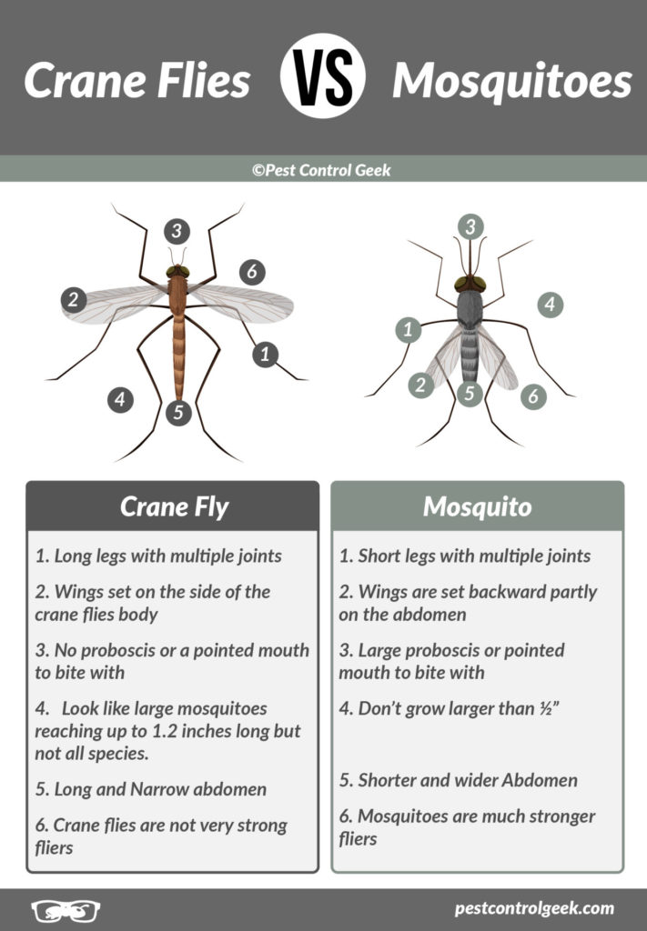 Crane Flies VS Mosquitoes