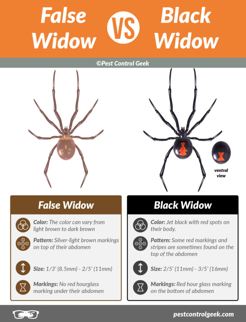 False Widow VS Black Widow