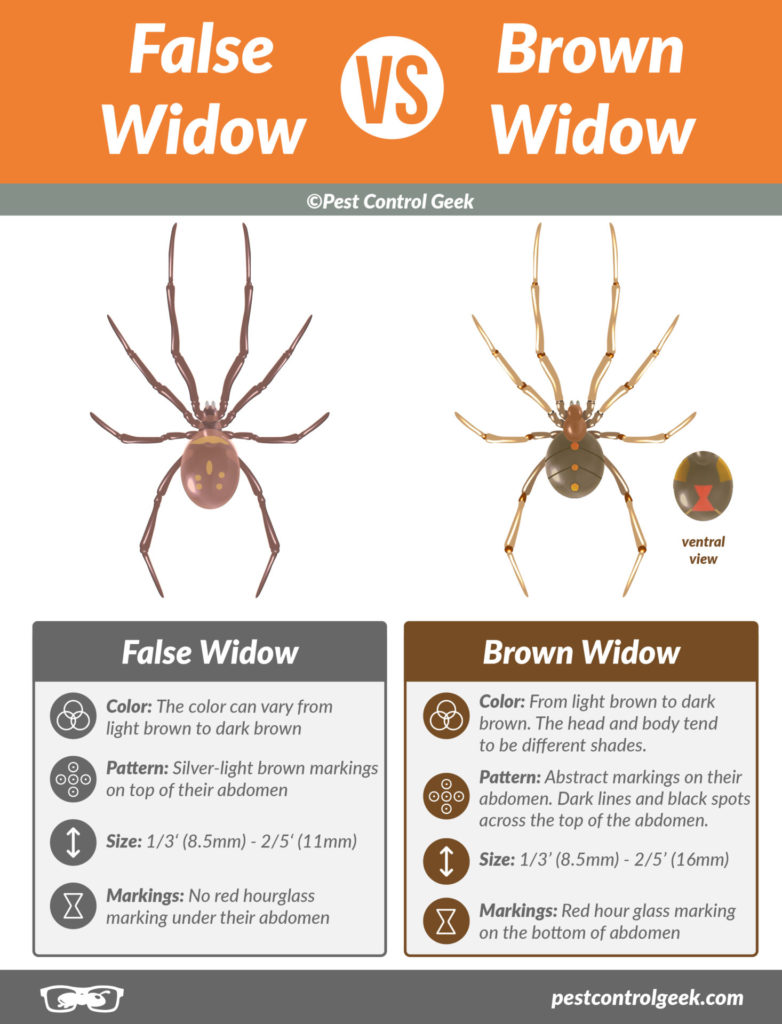 Flase Widown VS Brown Widow