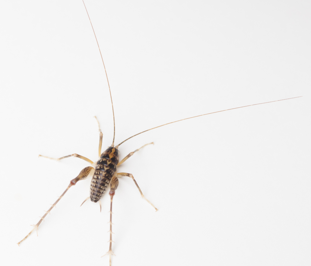 camel cricket on white background