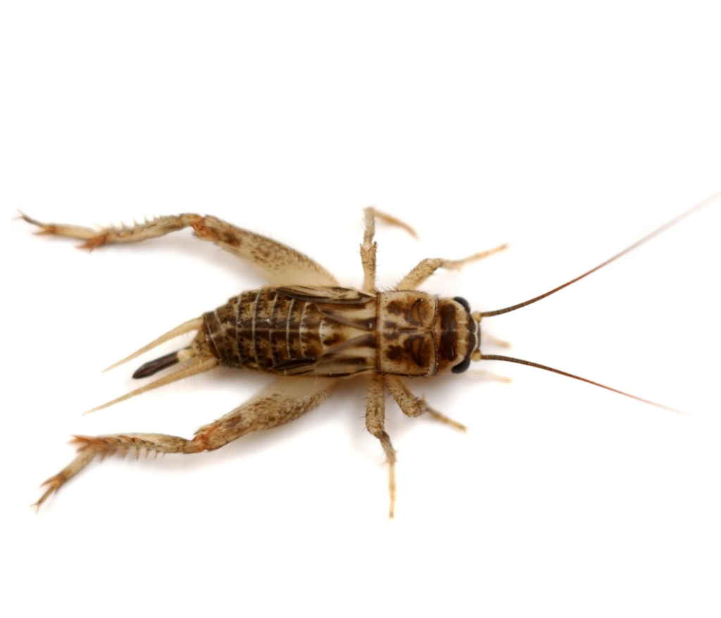 house cricket on white background