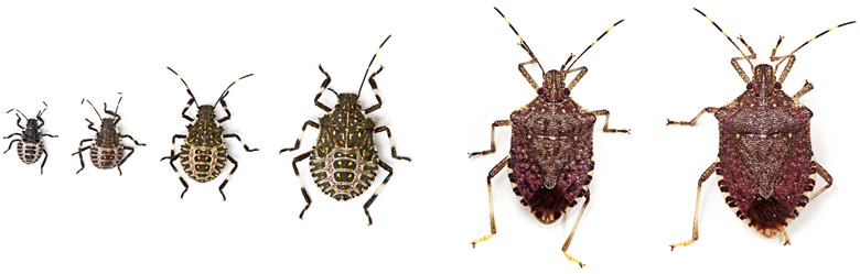 stink bug life cycle