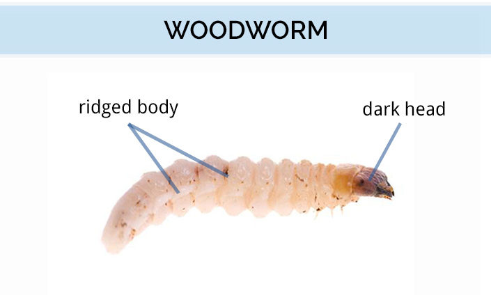 wood worm