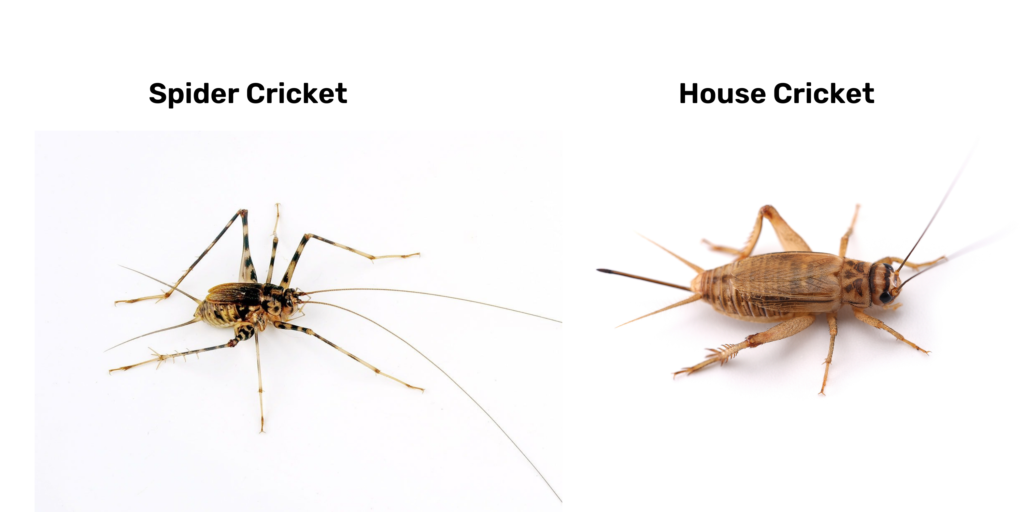 Spider Cricket vs House Cricket