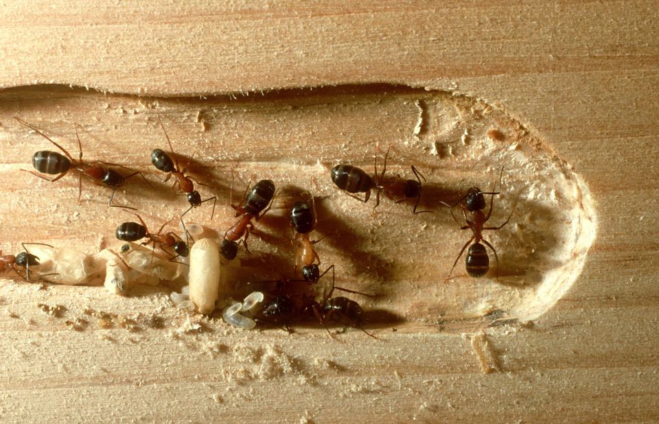 carpenter ant hollow wood