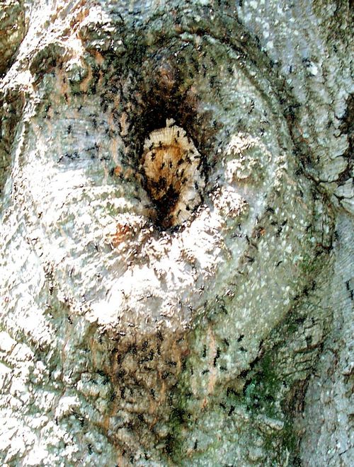 carpenter ant on trees