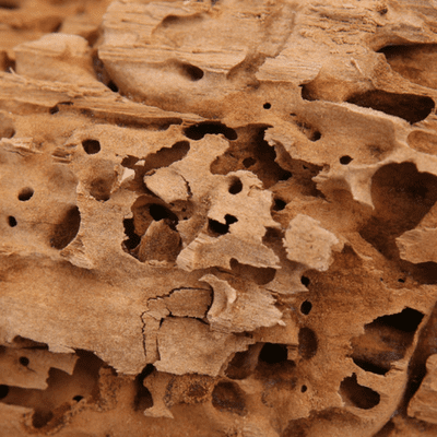carpenter ant tunnels