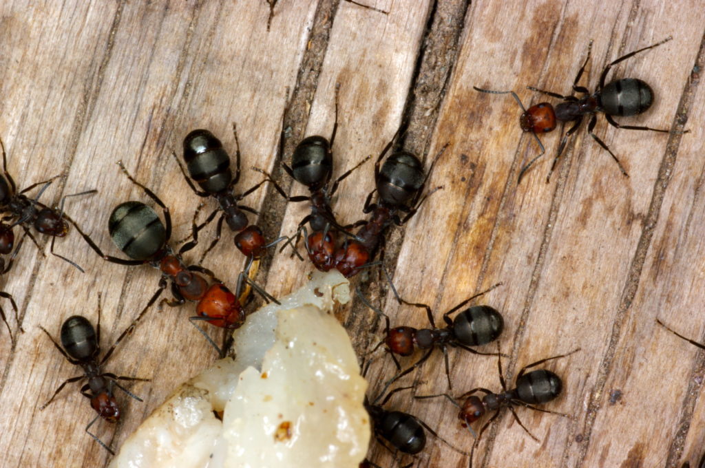 carpenter ants on food