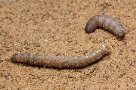 crane fly larvae