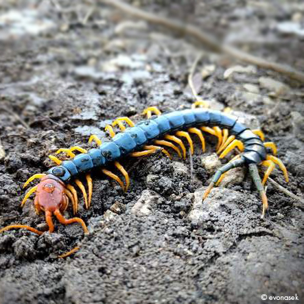 giant centipede