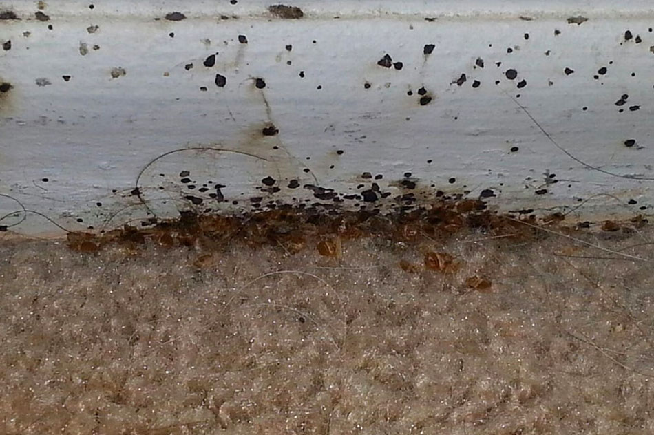 bed-bugs on carpet